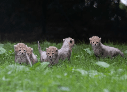 Fancy naming these cheetah cubs at Fota Wildlife Park?
