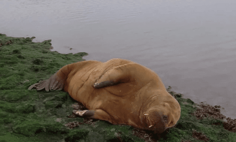 A potential lady friend for Wally the Walrus has been spotted off the coast of Germany