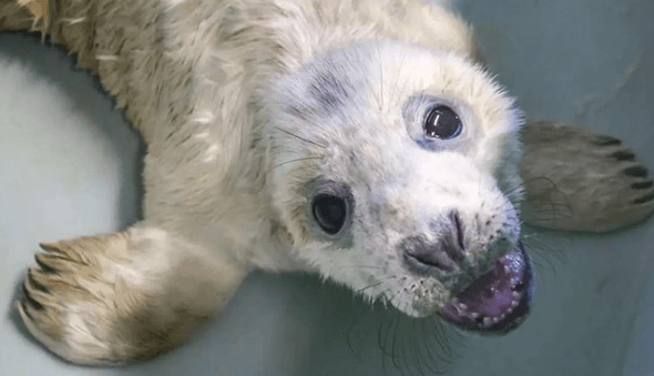 Seal Rescue Ireland have issued advice to follow during Grey Seal Pupping Season