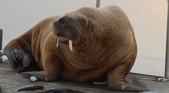 You’ll never guess where Wally the Walrus has been spotted