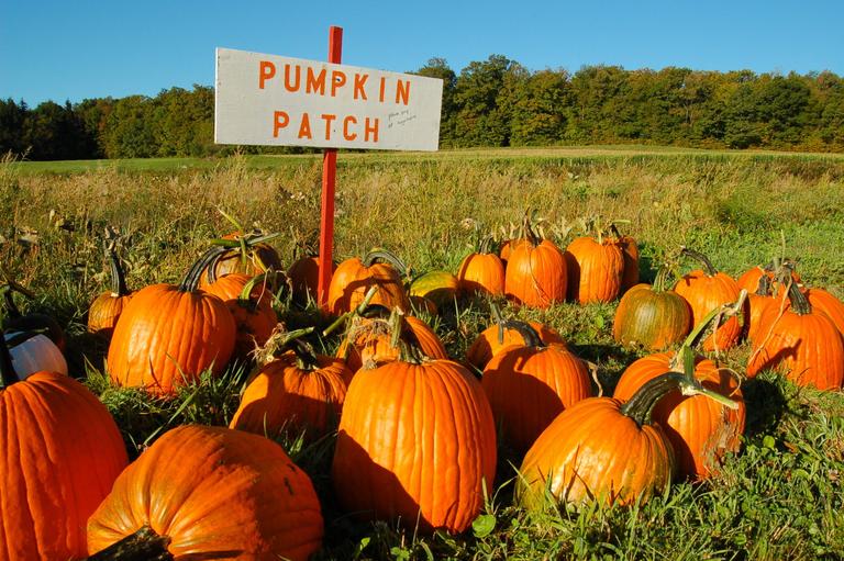 Get down to this Wicklow pumpkin patch for all the autumn vibes