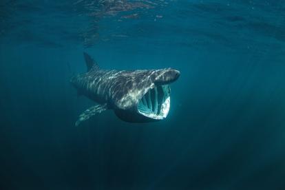 This scuba diver caught underwater footage of the basking sharks off the coast of Clare
