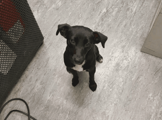 Dog that took train from Newbridge to Heuston has been reunited with her owner