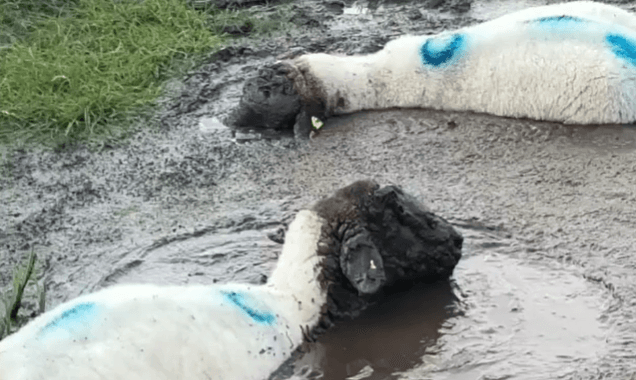 Watch these Wicklow sheep enjoying a self imposed spa treatment