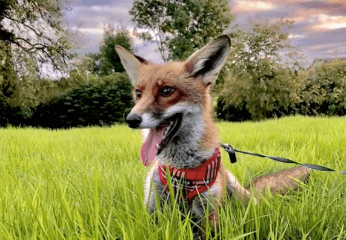 Emotional rollercoaster as this pet fox went missing, but all’s well that ends well