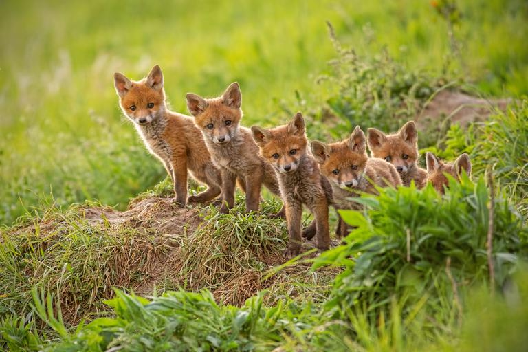A bit of wholesome Wednesday content as man feeds local foxes by the Dodder River
