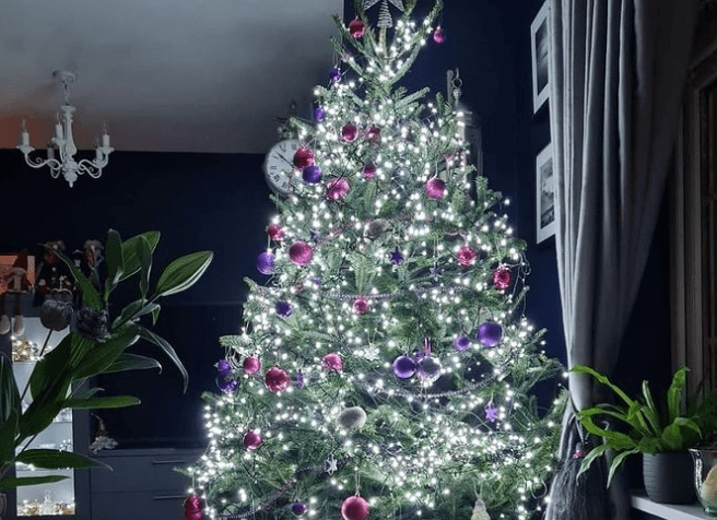 This Cork Christmas tree place is offering rentals in an effort to be more sustainable!