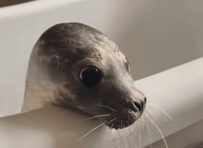 You can book a tour to meet and feed seals in Wexford