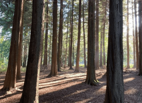 You can now go forest bathing in Wicklow – would you try it?