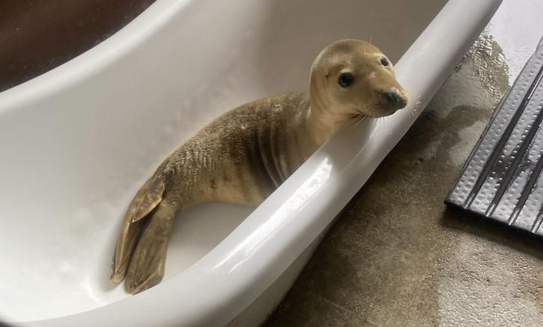 ‘Meeting seals, catching feels’ Spending a day at Seal Rescue Ireland