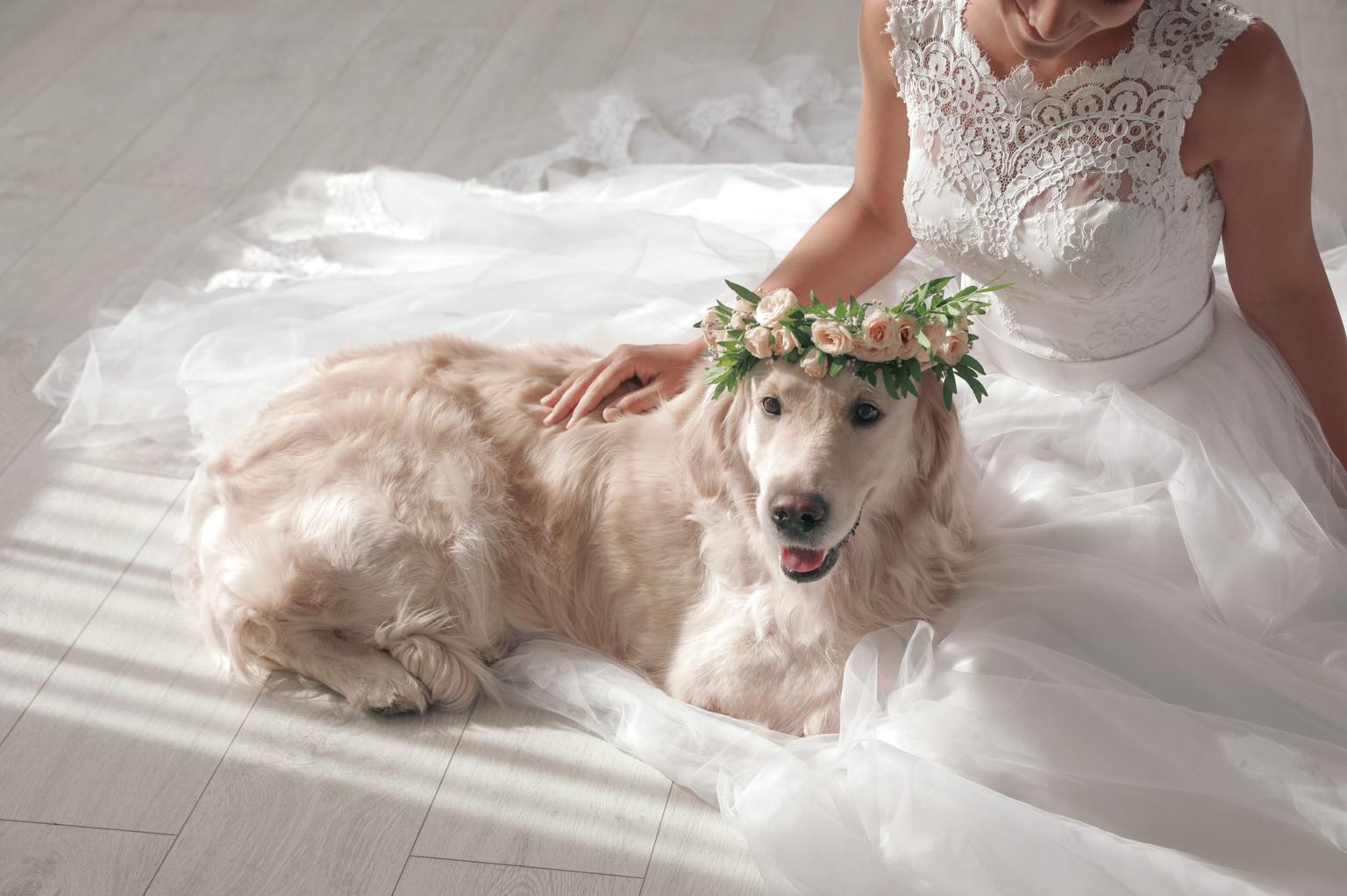 Ireland’s top pet-friendly wedding venues have been revealed