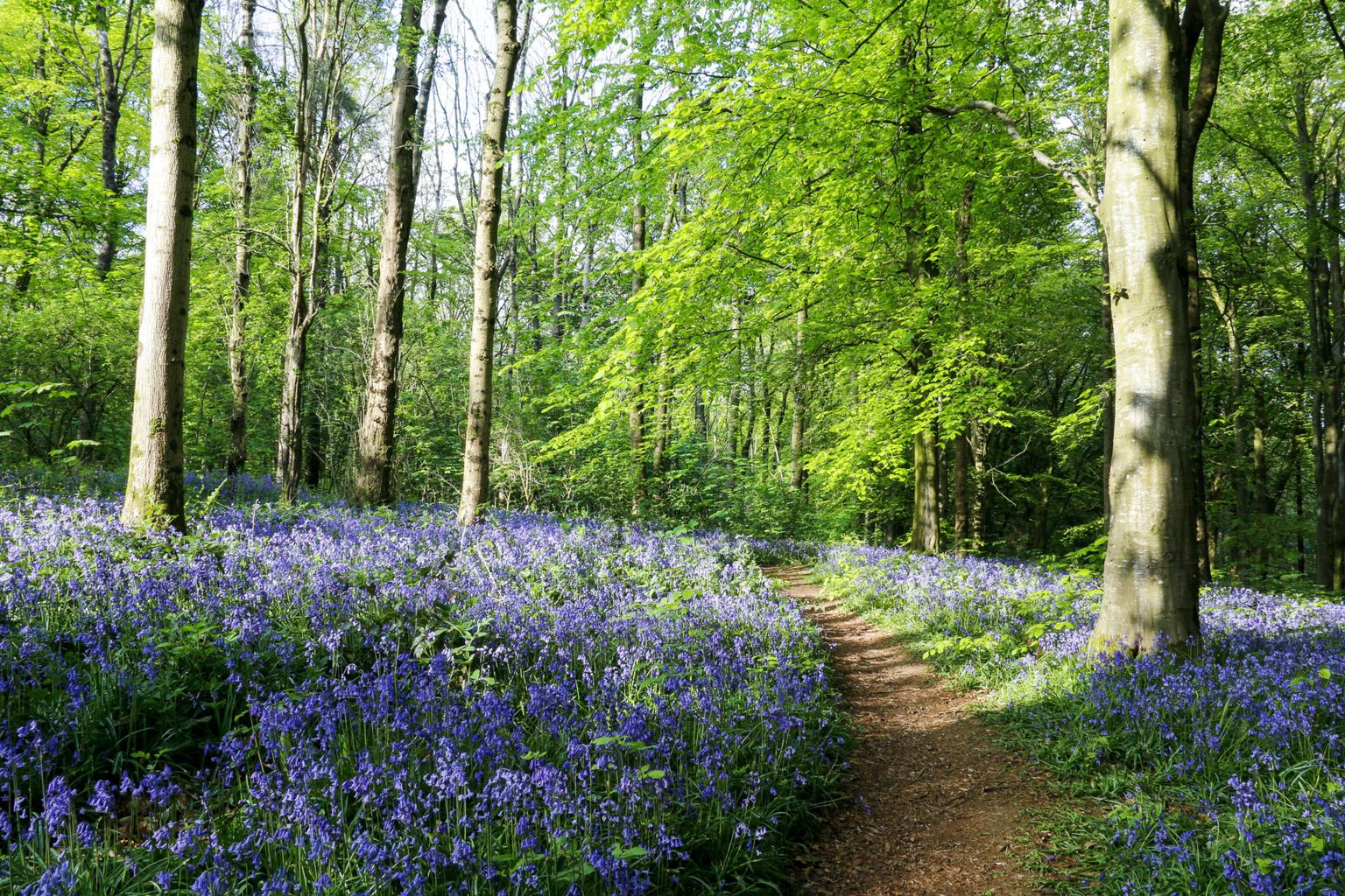 10 of the most beautiful places to see bluebells in Ireland
