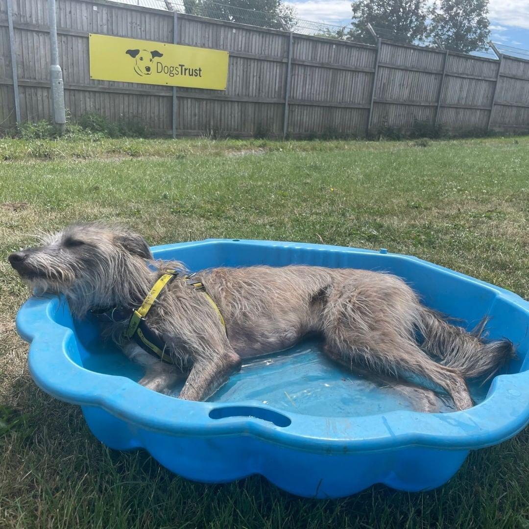 Dogs Trust issue safety advice to pet owners as temperatures rise