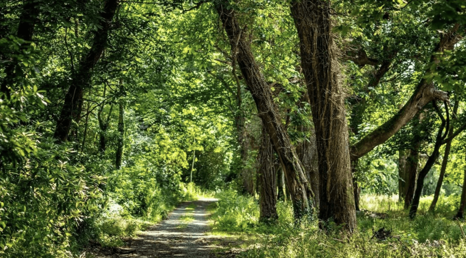 Co. Down woodland park reopens to public after 500 years