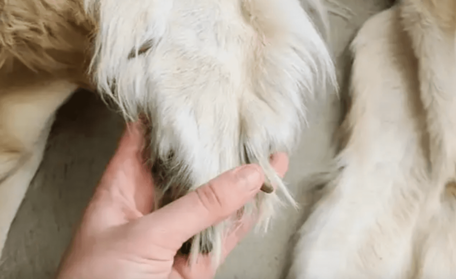 Family turn their pet golden retriever into a rug ‘to keep part of him forever’