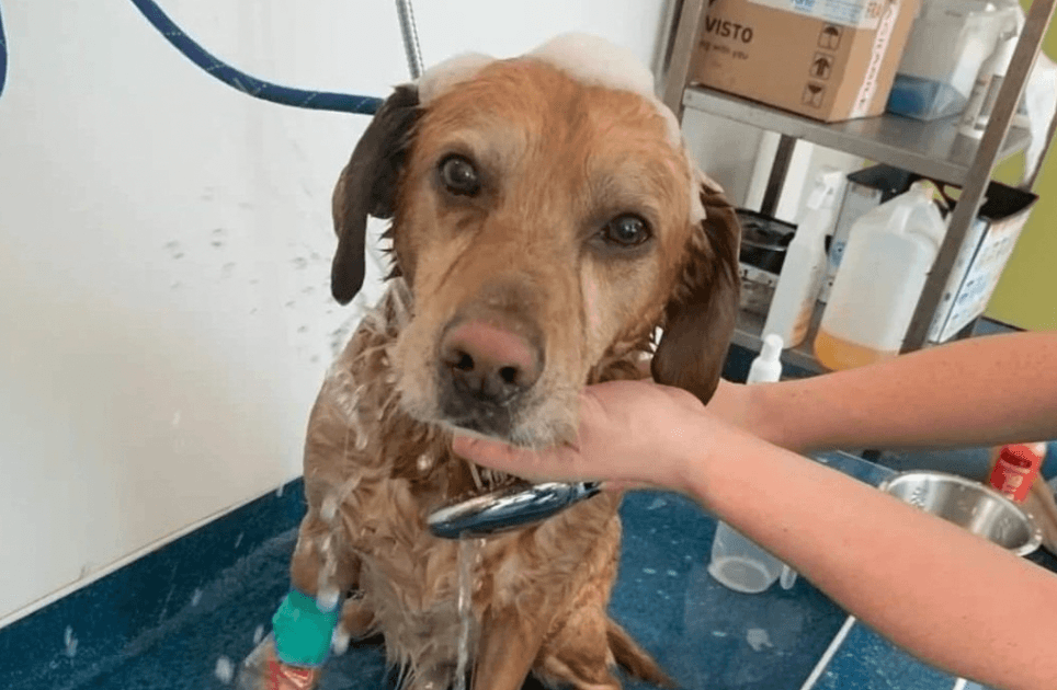 Cork City Fire Brigade shares update for dog rescued from house fire