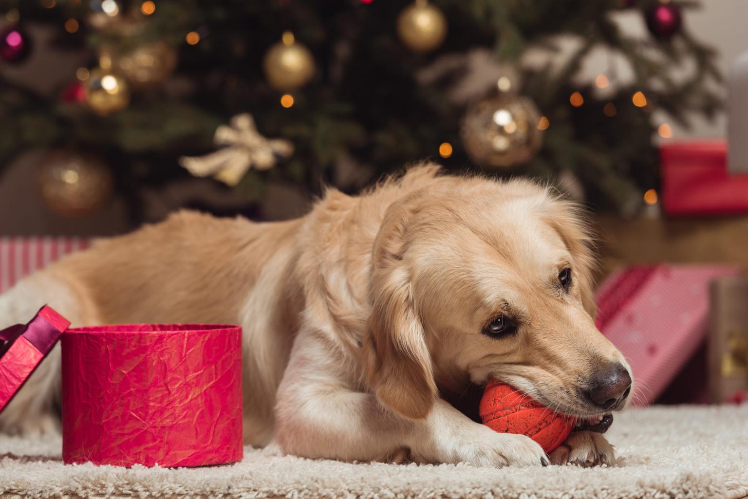 7 Christmas gifts to buy your dog from Irish businesses