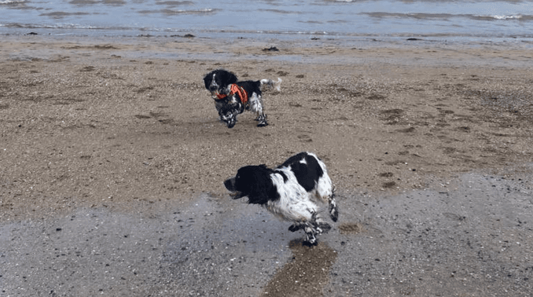 Long-lost dog siblings accidentally reunite on Kerry beach on Christmas Day