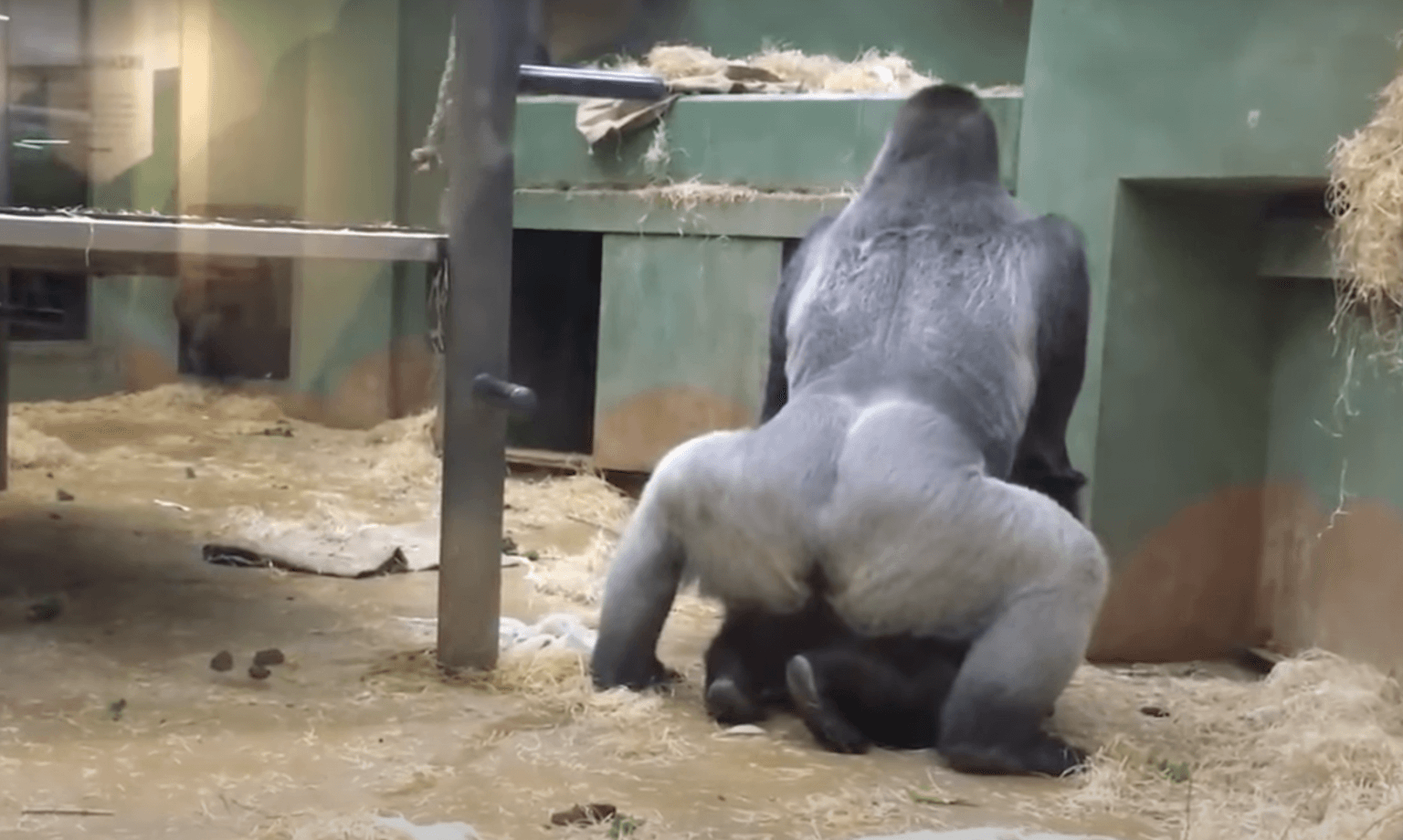 ‘I’ve seen too much’ – onlookers shocked as gorillas start mating in front of kids at zoo