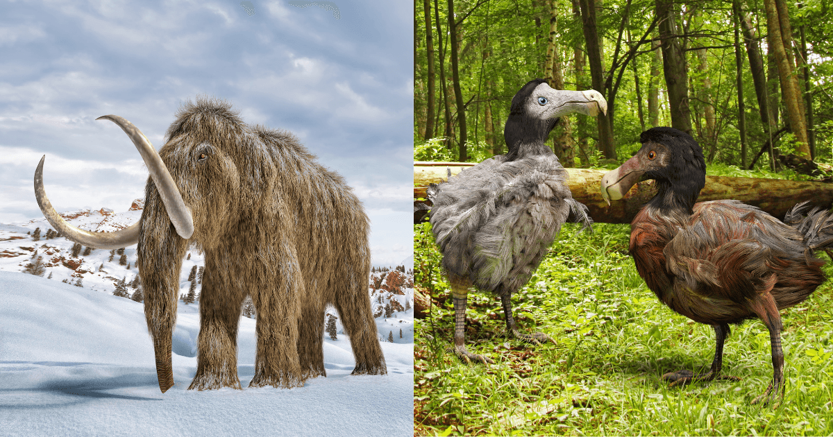 US company given $225m to bring extinct animals back to life