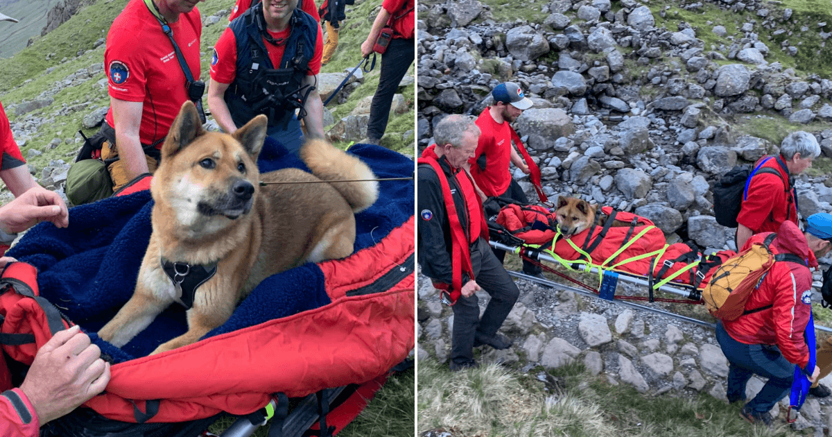Injured dog lifted down mountain on stretcher by rescue team