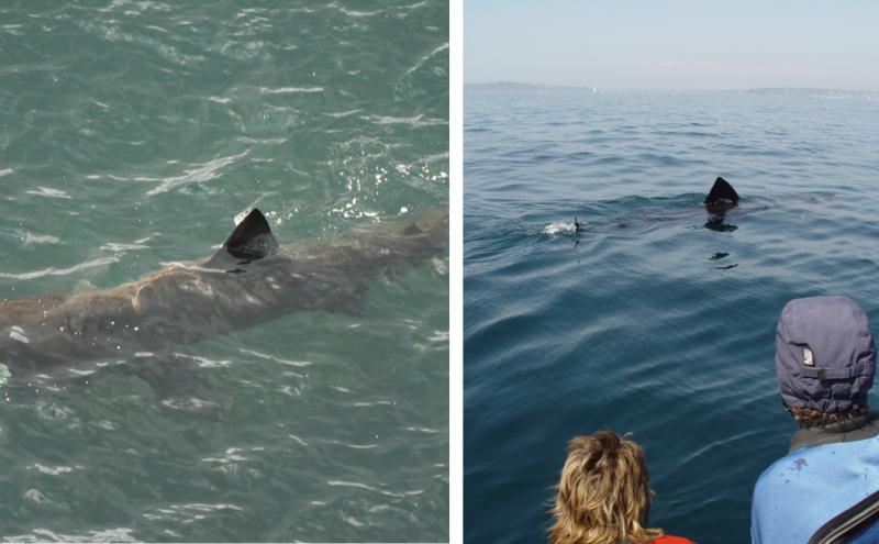 Advice issued to sea swimmers as Ireland enters basking shark season
