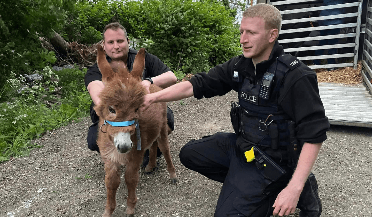 A stolen baby donkey has been reunited with her mum after two weeks