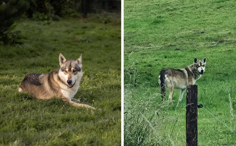 ‘Wolfdog’ still on the loose in Cork after escaping from open farm