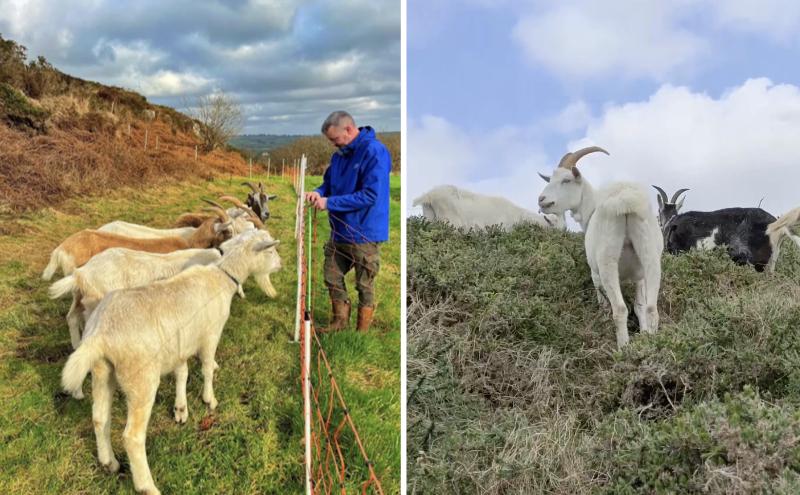 Team of eight goats enlisted to clear unwanted vegetation in Cork quarry