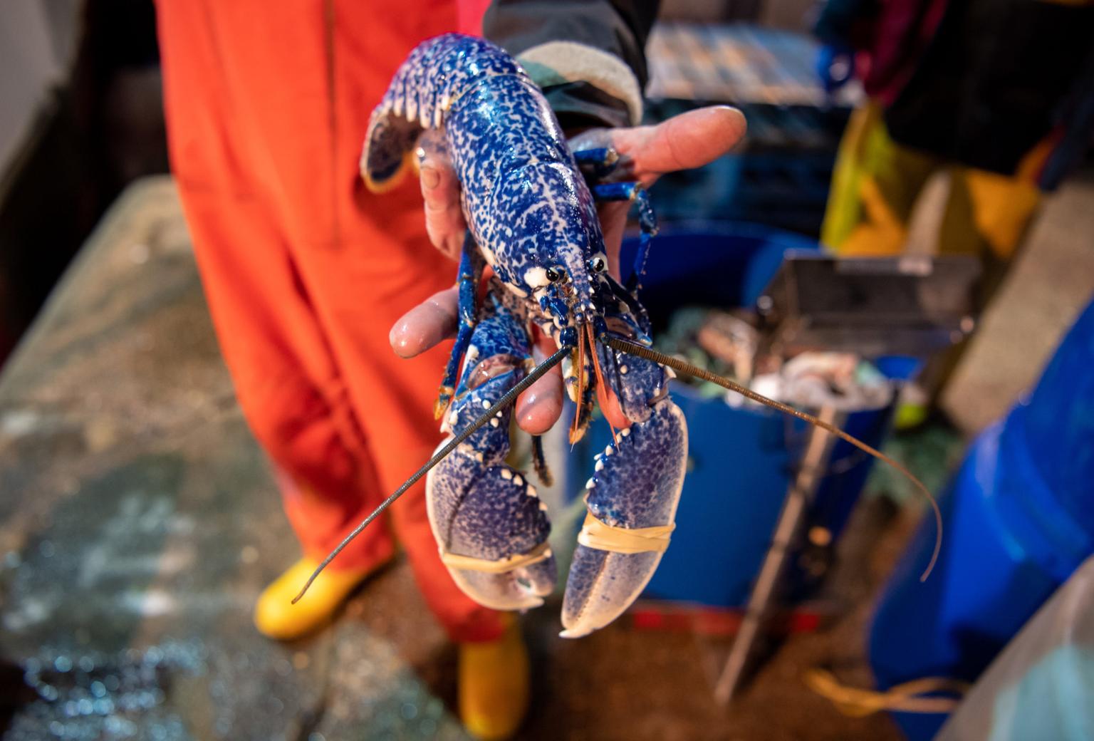 Fisherman catches rare blue lobster for the second time this year