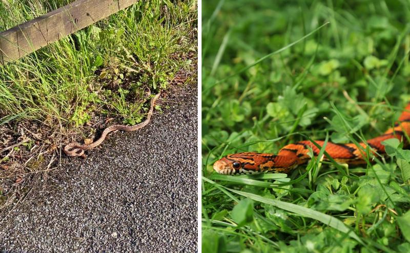 Loose snake seen slithering through Blarney in Cork