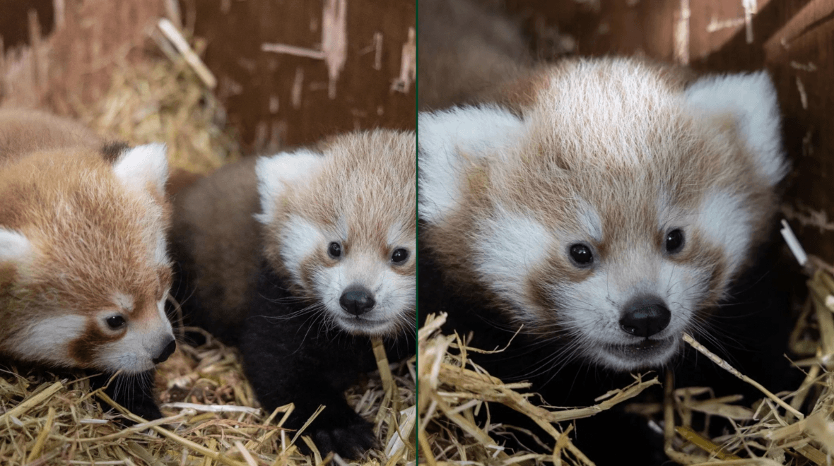 Fota Wildlife Park welcomes the birth of three critically endangered red panda cubs