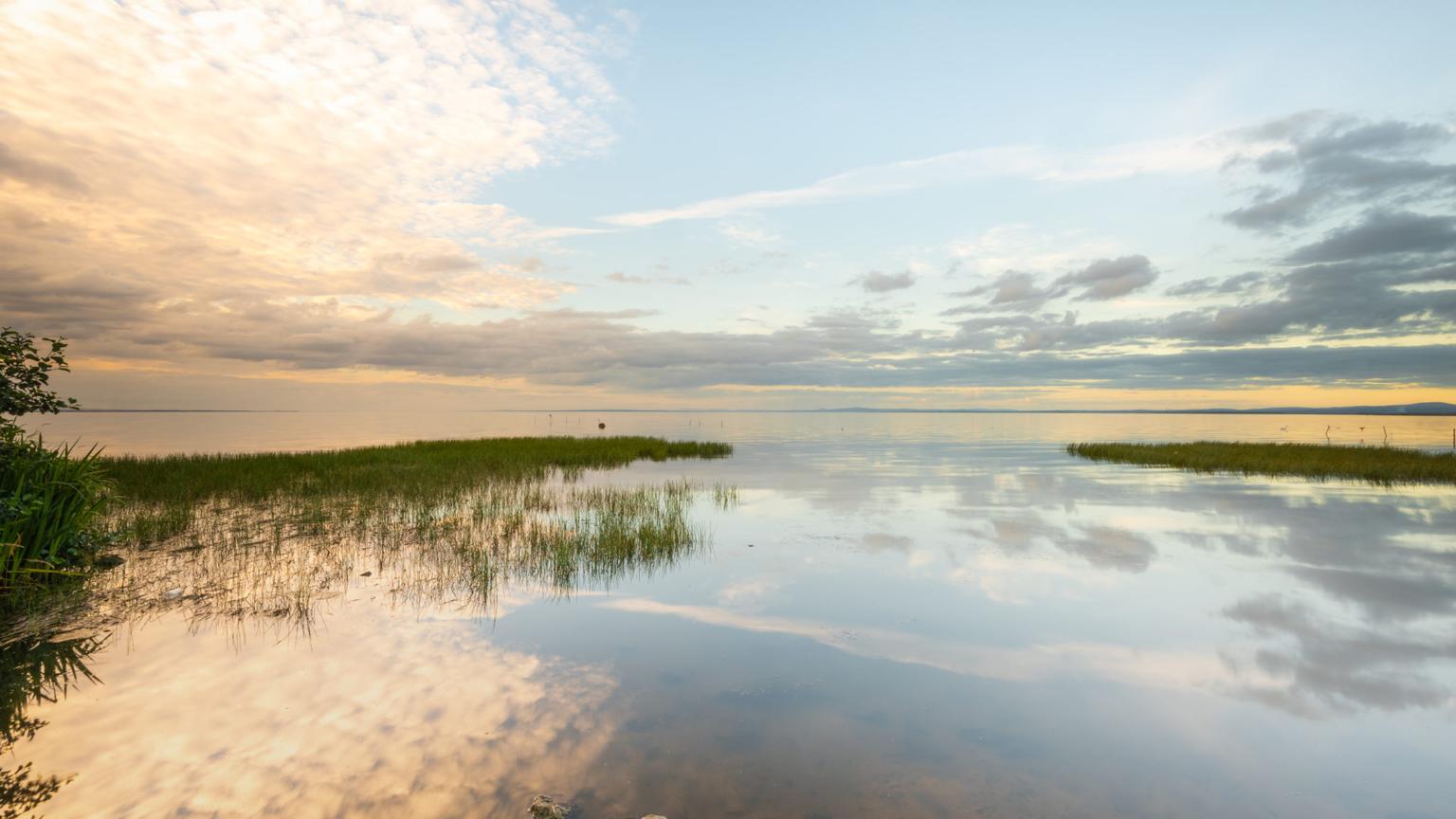 Toxic algae continues to affect Lough Neagh, proving fatal for pets and wildlife