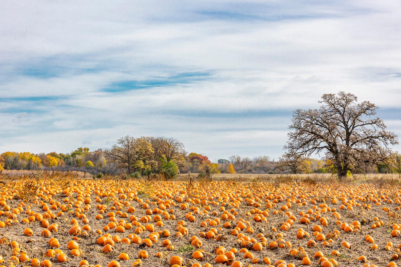The top 10 pumpkin patches to check out in Ireland revealed