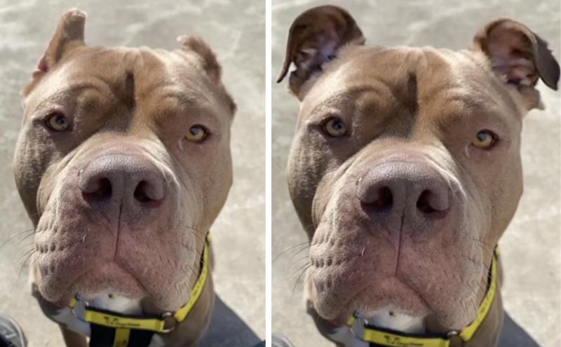 Animal shelter uses AI to show how dog would look if her ears weren’t cropped