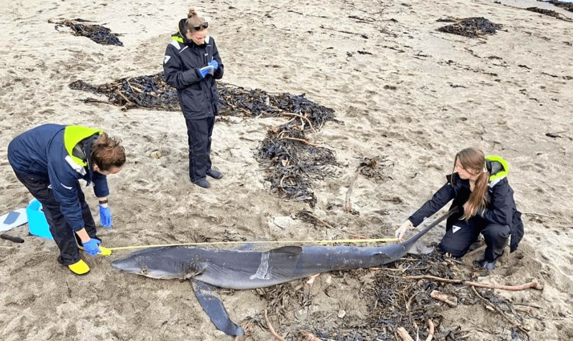 Shark that washed up on Cork beach over the weekend shows ‘no clear sign of death’