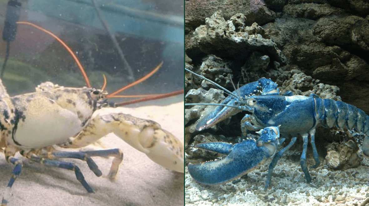 A rare albino lobster is undergoing a mystery colour change in Mayo