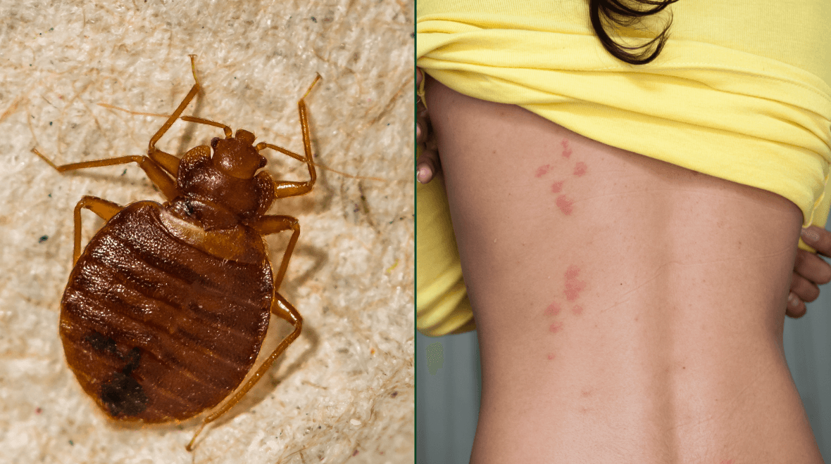 All you need to know about bedbugs if you’re Paris bound this weekend