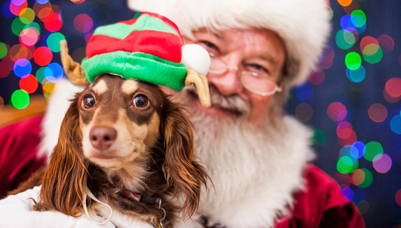 You can take your dog to visit Santa Paws this Christmas at 43 locations across Ireland