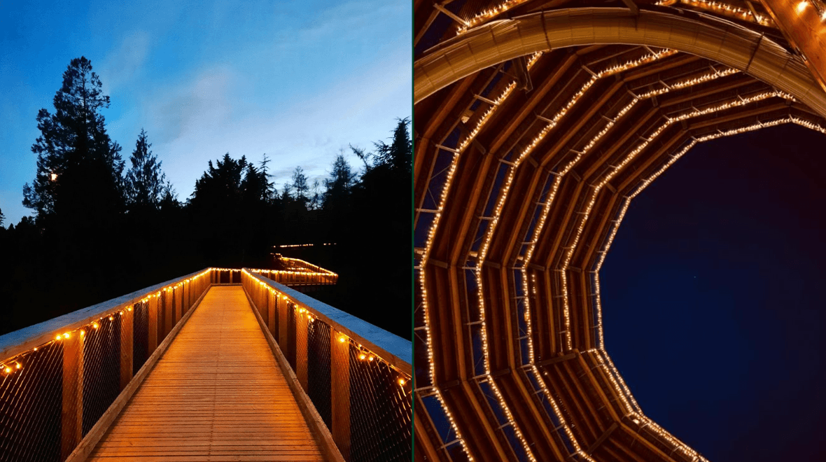 Get closer to the stars with this treetop night lights experience in Wicklow