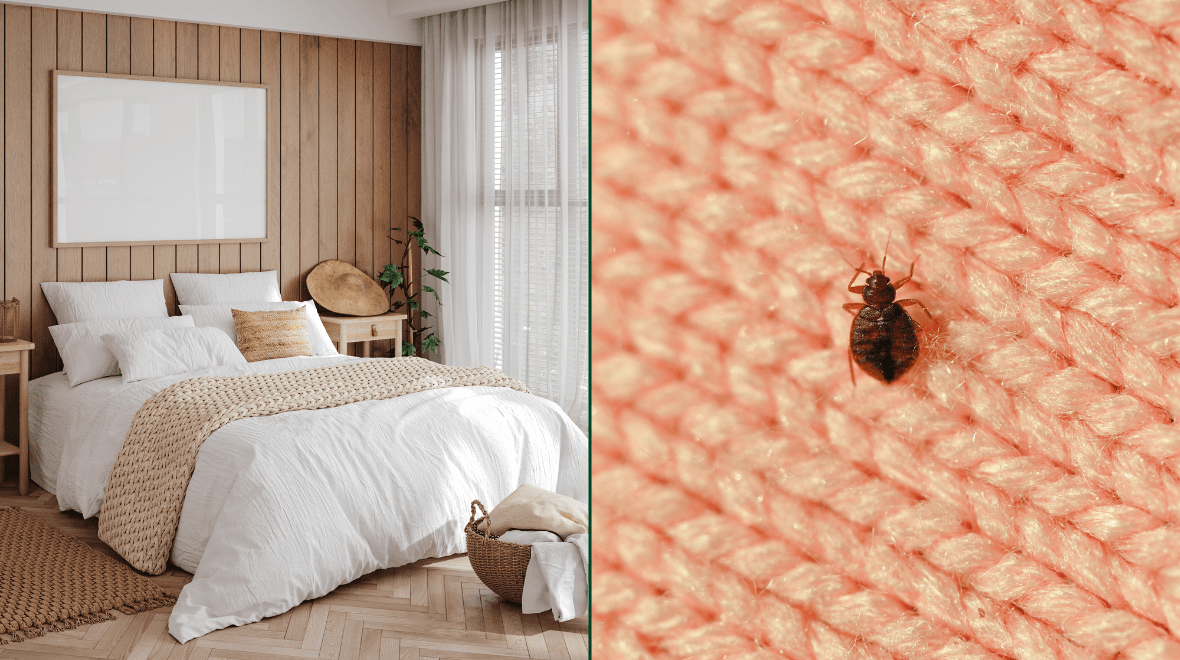 4 ways to spot bed bugs as infestation arrives in Ireland