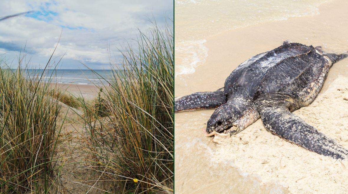 Giant endangered turtle found washed up on Wexford beach