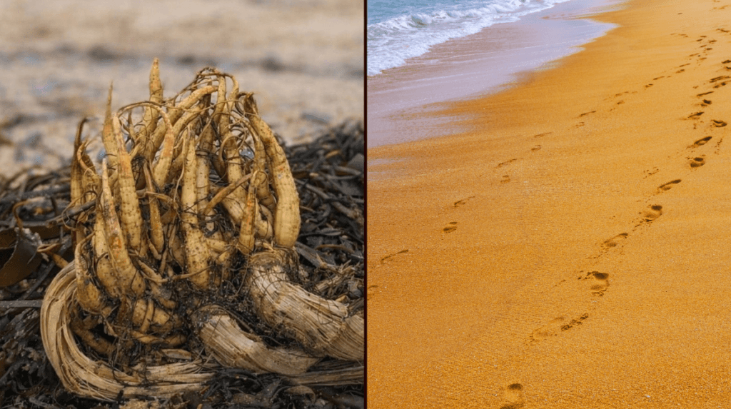 Warning as deadly plant turns up on Irish beaches