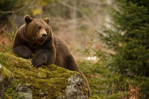 Brown bears to return to Irish shores for the first time in thousands of years Brown bears to return to Irish shores for the first time in thousands of years