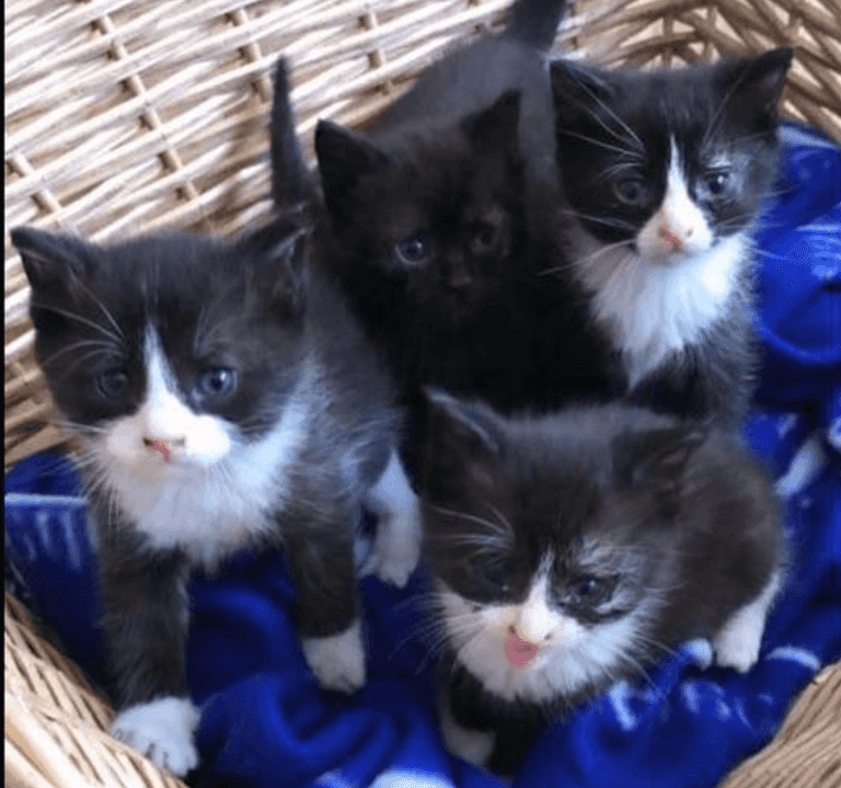 Four kittens rescued by firefighters just in time Four kittens rescued by firefighters just in time