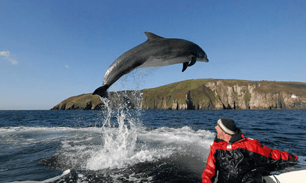 Fungie Has Been Named In The Guinness World Records Fungie Has Been Named In The Guinness World Records