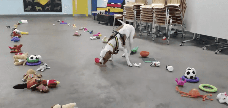 WATCH: These adorable pups picked their own Christmas present and it’s the purest thing ever WATCH: These adorable pups picked their own Christmas present and it’s the purest thing ever