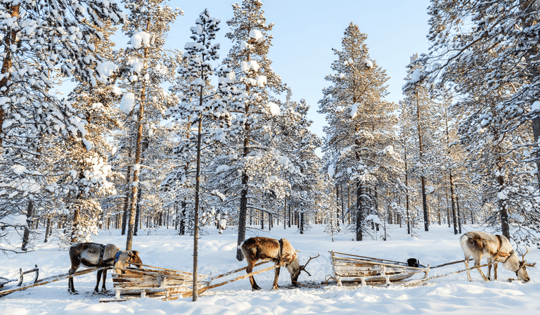 A trip to Lapland is the most magical trip you can take at Christmas A trip to Lapland is the most magical trip you can take at Christmas