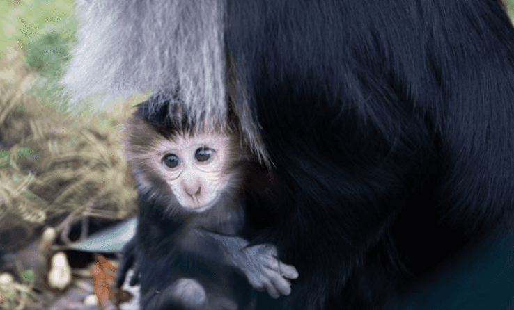 Fota wants help naming the last two births of the decade at the wildlife park Fota wants help naming the last two births of the decade at the wildlife park