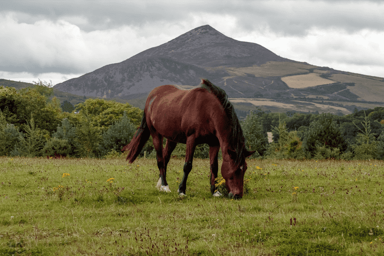 This has to be the most stunning way to see Wicklow This has to be the most stunning way to see Wicklow